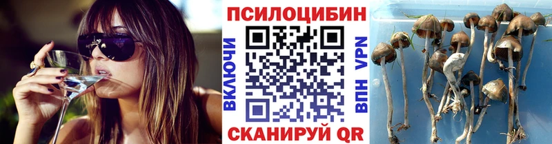 мега tor  Москва  Галлюциногенные грибы Cubensis  что такое  